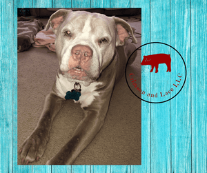 Dog/Pet Tags - Crimson and Lace LLC